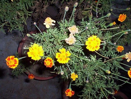 Marigold in bloom in November, Lucknow, India
