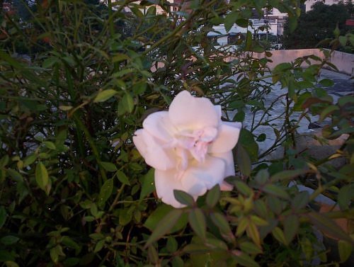 White rose bush in rooftop garden, India