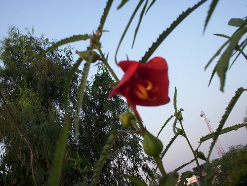 red flower in my rooftop garden, Lucknow, India