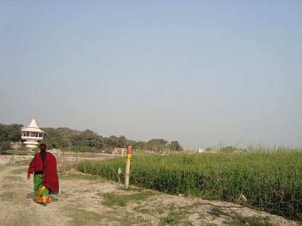 Wheat fields at Pani ghat Vrindavan