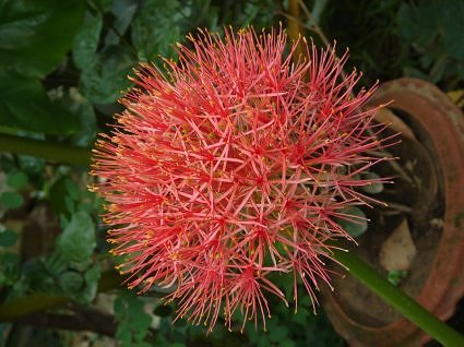Ball lily, May lily, India, bloom in summer in India