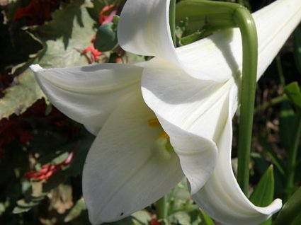 Easter lily Amaryllis
