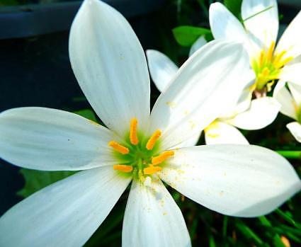 White crocus lily