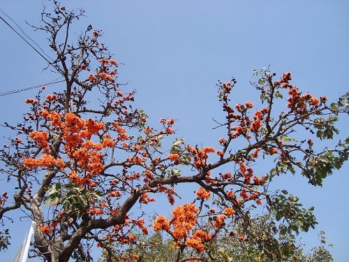 Palash, Dhak, tesu flowers