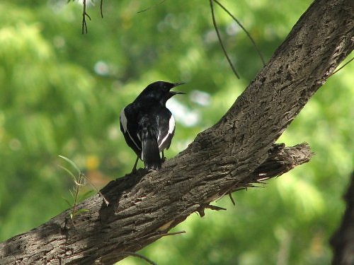 Asian Magpie Robin at IITK, in Kanpur, Gangetic plains, North India