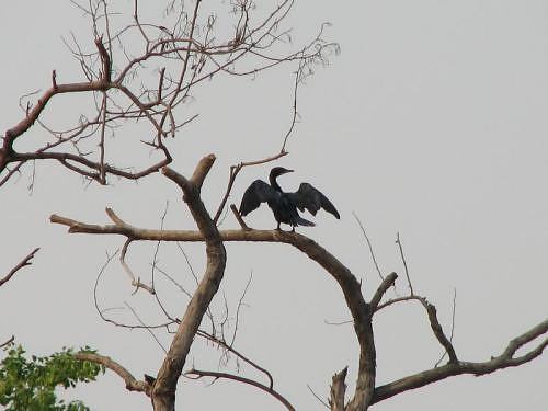 Black cormorant near IITK, in Kanpur, Gangetic plains, North India