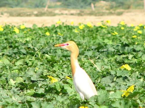 Cattle egret near IITK, in Kanpur, Gangetic plains, North India