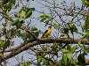 Golden oriole near IITK, in Kanpur, Gangetic plains, North India