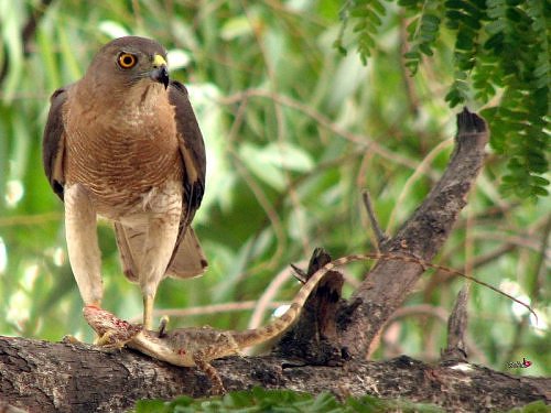 Shikra at IITK, in Kanpur, Gangetic plains, North India, for birdwatching