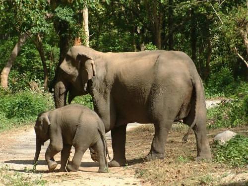 Mother and Baby Elephant at Jim Corbett National Park, India