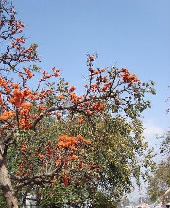 Flowering trees of India, Dhak or Palash tree at madhya pradesh