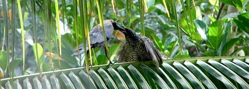 Indian cuckoo, koel, nest, birdwatching in India, urban birds of India