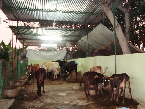 Shyam Khatu Mandir,Indian cows Lucknow,Uttar Pradesh, India