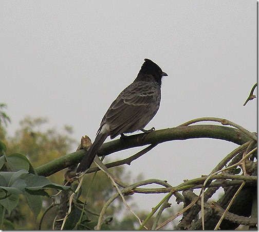 Bulbul Lucknow Birdwatching India November