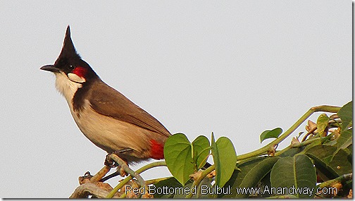 Red Bottomed Bulbul Lucknow Birdwatching India November