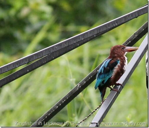 kingfisher in lucknow by shivani kalra