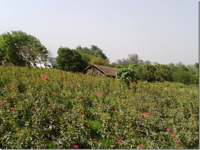 organic roses at vrindavan farm organic india, lucknow