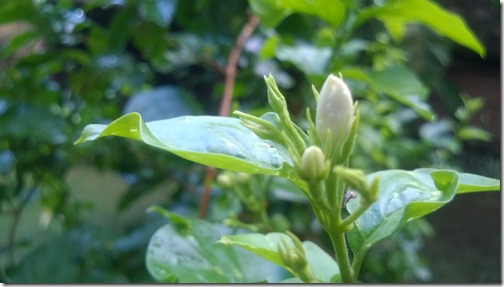 bela bud, jasmine in India