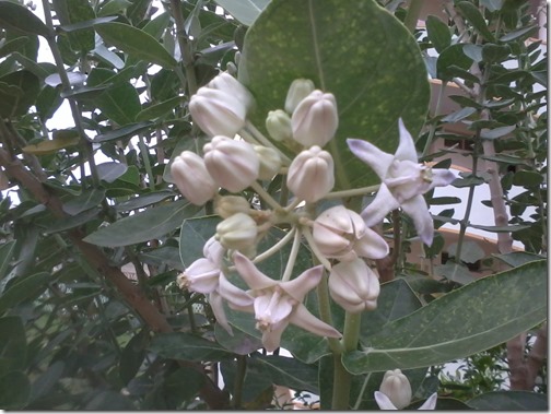 madar milkweed for butterflies